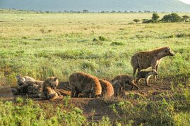Hyänen am Gemeinschaftsbau eines Clans in Tansania.