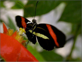 Heliconius melpomene.