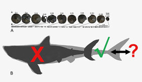 Urzeithai Megalodon unterscheidet sich in Körperform und Lebensweise vom Weißen Hai