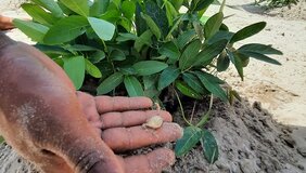 Anpassung in Namibia: Soja-Bohnen werden auf ihre Widerstandsfähigkeit gegen zunehmenden Wassermangel getestet.