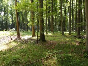 Extensiv bewirtschafteter Buchenwald in der Region Hainich-Dün