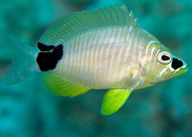 Der „Campeche Bank Hamletbarsch“ (Hypoplectrus espinosai)  