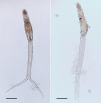 Zerkarien von Trichobilharzia physellae Saugwürmer