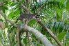 Opossum