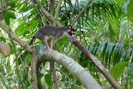 Opossum