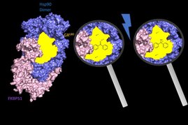 Aufklärung des Multiproteinkomplex aus FKBP51 (pink), HSP90 (blau) und Glucocorticoidrezeptor (gelb) 