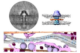 cryo-ET Mittelungen der Gap Junction Kanäle 