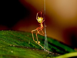 Ballista-Spinne beim Bau der Falle Ballista-Spinne beim Bau der Falle