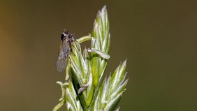 Die untersuchten Insekten unterschieden sich hinsichtlich ihrer Biomasse. Insekt auf einer Ähre