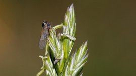 Insekt auf einer Ähre