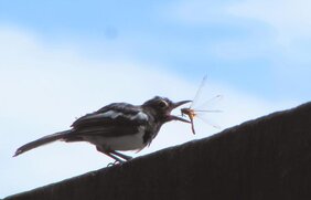 Insekten Nahrung Biodiversität