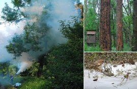 Mit der Fogging-Methode lassen sich Insekten und Spinnentiere aus Baumkronen annähernd vollständig sammeln
