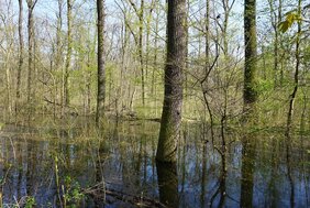 Bäume im Wasser ein Auenwald
