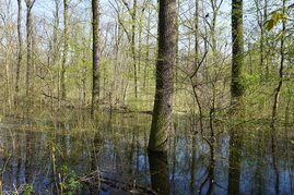 Bäume im Wasser ein Auenwald