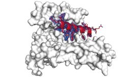 Maßgeschneiderter Kleber zwingt die Proteine zur Zusammenarbeit gegen Alzheimer & Co.