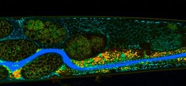Verdauungstrakt von C. elegans