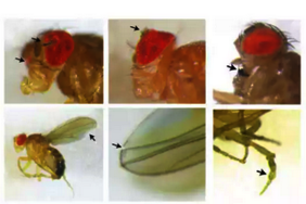 Drosophila Bilder