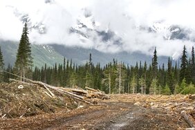 Der fortschreitende Waldverlust verändert Ökosysteme auf der ganzen Welt 