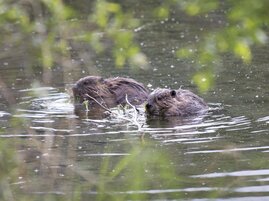 Biber fressen Sträucher in einem Teich in der Nähe des Tonsina-Flusses, Alaska