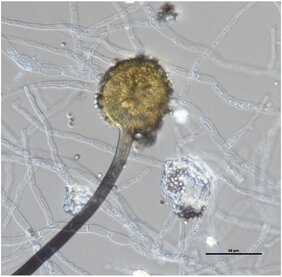 Aspergillus aculeatus, ein Pilz,