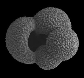 Foraminiferen lebten bereits vor Millionen von Jahren im Südpolarmeer. Ihre Schalen sind ein Art Klimaarchiv. Die Isotopenzusammensetzung der Schale von Globigerina bulloides gibt Aufschluss über die Meerestemperatur zu Lebzeiten des Mikrofossils. 