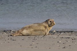 Ein Seehund am Strand 
