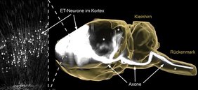 Dreidimensionale Rekonstruktion eines Mäusehirns. 