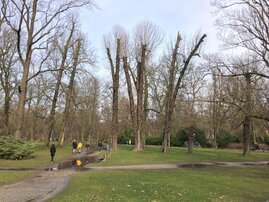 Gekürzte Kronen im Berliner Schlosspark Schönhausen 2023.  