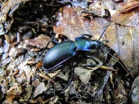 Laufkäferzahlen in Buchenwäldern gehen zurück. Foto Fabio Weiß