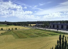 Die Anbaufläche des TwinWin-Experiments in Finnland, auf der Gerste entweder allein oder im Mischkultur mit bis zu acht verschiedenen Pflanzenarten gepflanzt wurde  