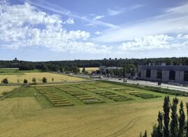 Die Anbaufläche des TwinWin-Experiments in Finnland, auf der Gerste entweder allein oder im Mischkultur mit bis zu acht verschiedenen Pflanzenarten gepflanzt wurde  