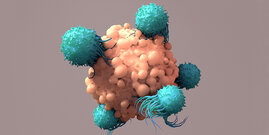 T-Zellen entfernen infizierte oder entartete Körperzellen
