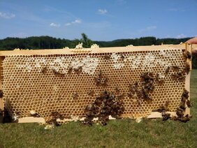 Starke Ertragseinbußen und gefährdete Völker: Wenn Honig wie Zement in den Waben klebt, liegt das am Melezitose-Zucker im Waldhonig.