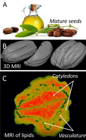 Analyse von Samenöl aus Jojoba (Simmondsia chinensis). (A) Jojoba-Samen, die zur Gewinnung von Jojobaöl verwendet werden. (B) 3D-Visualisierung der Lipidablagerung im Inneren des Samens auf der Basis von MRI. (C) Virtueller Schnitt durch den Samen, der die mittels MRI gemessene Lipidverteilung im Inneren des embryonalen Gewebes zeigt; die Konzentration ist farbcodiert mit Maximalwerten in Rot