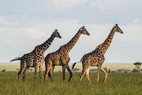 Giraffenweibchen profitieren davon, in Gruppen mit mehreren anderen Weibchen zu leben. 