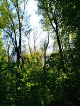 Blick in den Wald mit dichtem Unterstand und teilweise krankem Oberstand.  