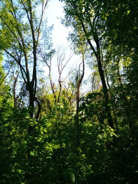 Blick in den Wald mit dichtem Unterstand und teilweise krankem Oberstand.  