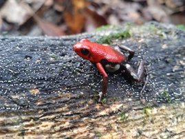 Andinobates virolinensis ist eine Art aus der Familie der Baumsteigerfrösche und in Kolumbien endemisch. 