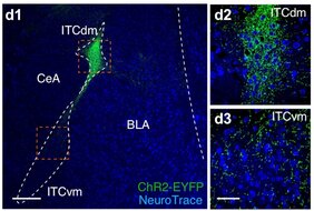  Konfokalmikroskopische Aufnahme der Interkalierten Zellkluster in der Amygdala (ITCdm, ITCvm) und deren Verbindungen
