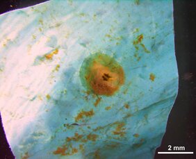 Der weit verbreitete Tiefwasserarmfüßer Pelagodiscus atlanticus auf einem Stück Plastikfolie aus der Tiefsee.