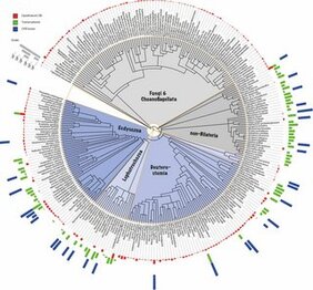 Bioinformatischer Datenvergleich ermittelt 157 Gene
