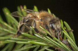 Bienenfreundlich Wald 