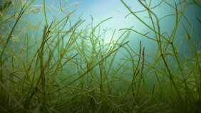 Wasserpflanzen sind wichtig, um den Klarwasserzustand von flachen Seen zu stabilisieren.