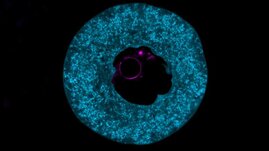 Eine Eizelle einer Maus, die mit dem Protein PADI6 (blau) gefüllt ist