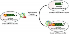 Hautkrebs Mikrotubuli