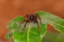 Eine Wolfsspinne (Pardosa) blickt in die Kamera Eine Wolfsspinne (Pardosa) blickt in die Kamera