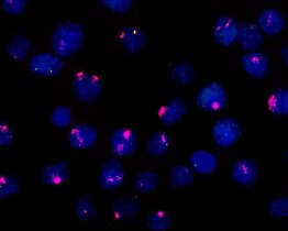 Arbeitsteilung unter genetischen Schaltern