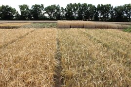 Ein Weizenfeld, Links die konventionelle Population, rechts die Biogerste