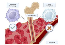 Embryonale Makrophagen – spezialisierte Fresszellen des Immunsystems