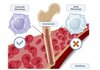 Embryonale Makrophagen – spezialisierte Fresszellen des Immunsystems